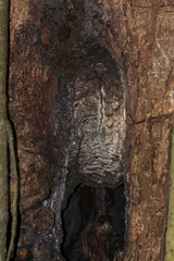 Oxytrigona mellicolor
