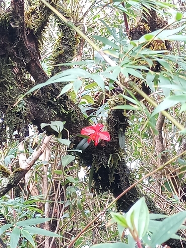 Cattleya acuensis, photograph 4