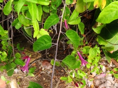 Jacquemontia solanifolia