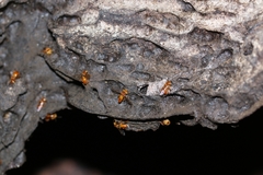 Oxytrigona mellicolor