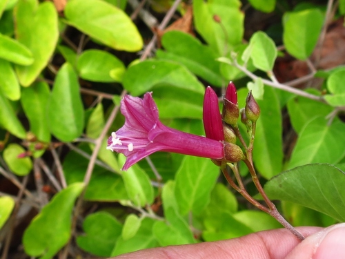 Jacquemontia solanifolia, photograph 2