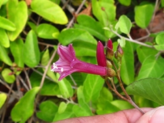 Jacquemontia solanifolia
