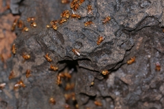 Oxytrigona mellicolor