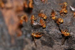 Oxytrigona mellicolor