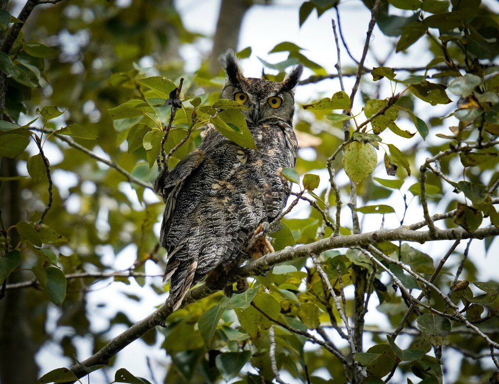 Great Horned Owl from Monterey County, CA, USA on July 20, 2023 at 1135 AM by Alix Soliman. I