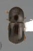Black Stem Borer - Photo (c) François Génier, some rights reserved (CC BY-NC-ND), uploaded by François Génier