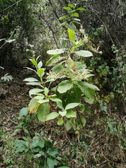 Nicotiana otophora, photograph aacocucci, CC BY, iNaturalist via GBIF