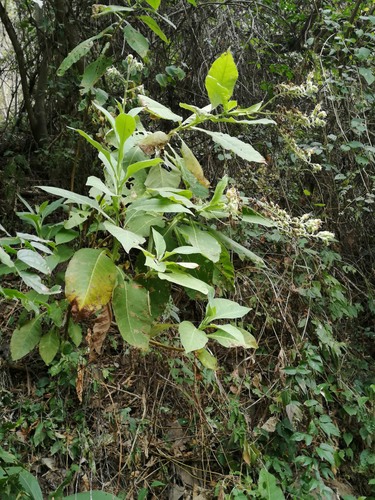 Nicotiana otophora, photograph 5