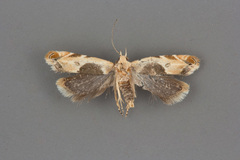 Battaristis cyclella