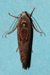 Tymbophora peltastis
