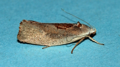 Tymbophora peltastis
