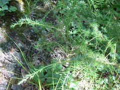 Juniperus communis depressa