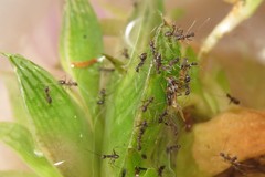 Paratrechina longicornis