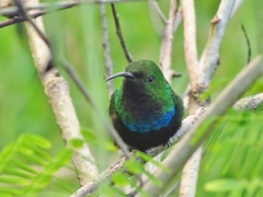 Eulampis holosericeus