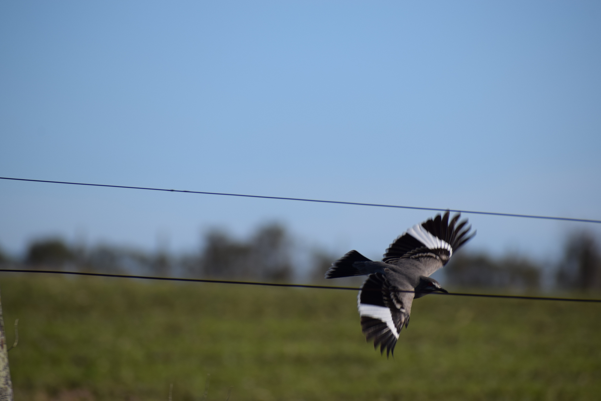 Grey Monjita (Nengetus cinereus)