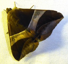 Bastilla fulvotaenia