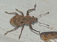 Pantomorus postfasciatus