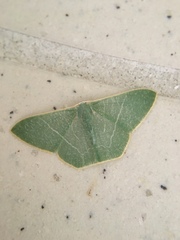 Pelagodes antiquadraria