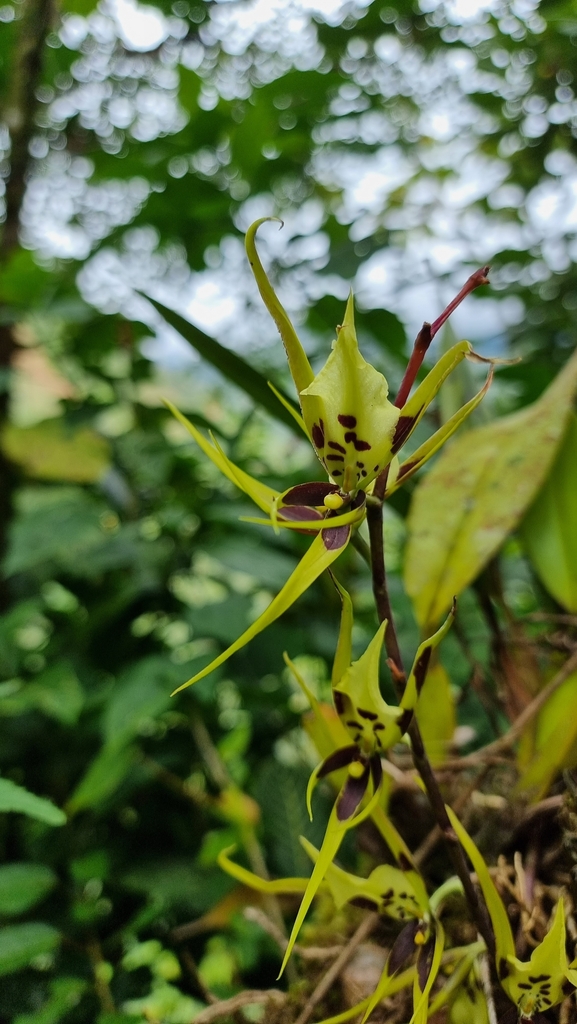 Brassia pumila Lindl. 2