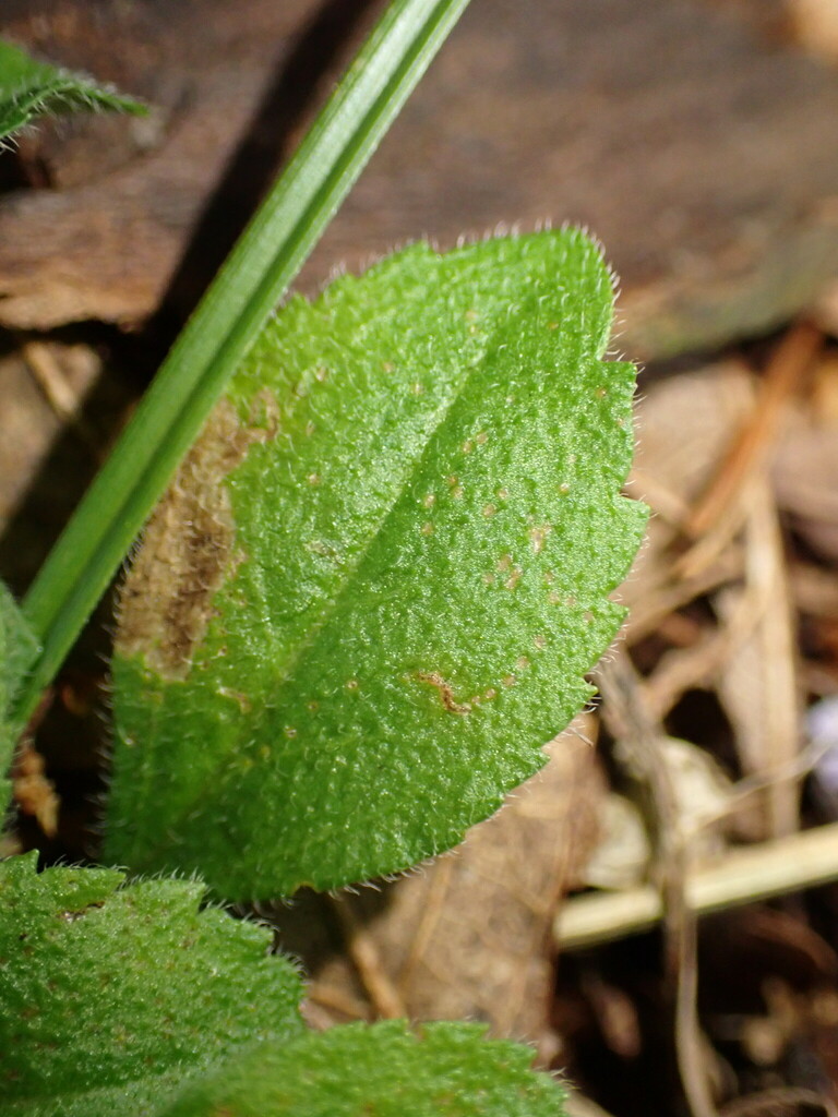 Leaf-miner fly