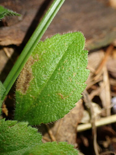 Leaf-miner fly