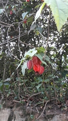 Callianthe megapotamica