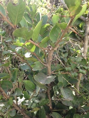 Xylosma spiculifera