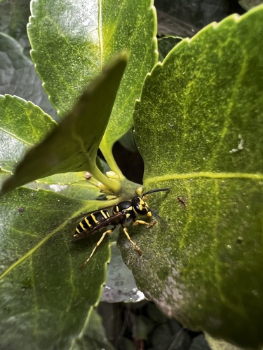 Common Asian Yellowjacket