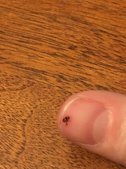 Ctenocephalides canis