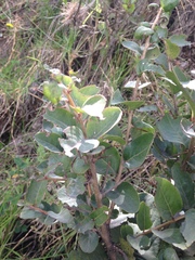 Xylosma spiculifera