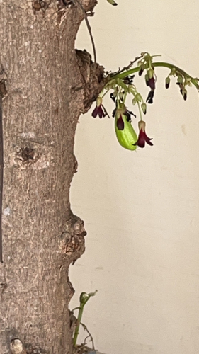 Averrhoa bilimbi, 2023-07-21