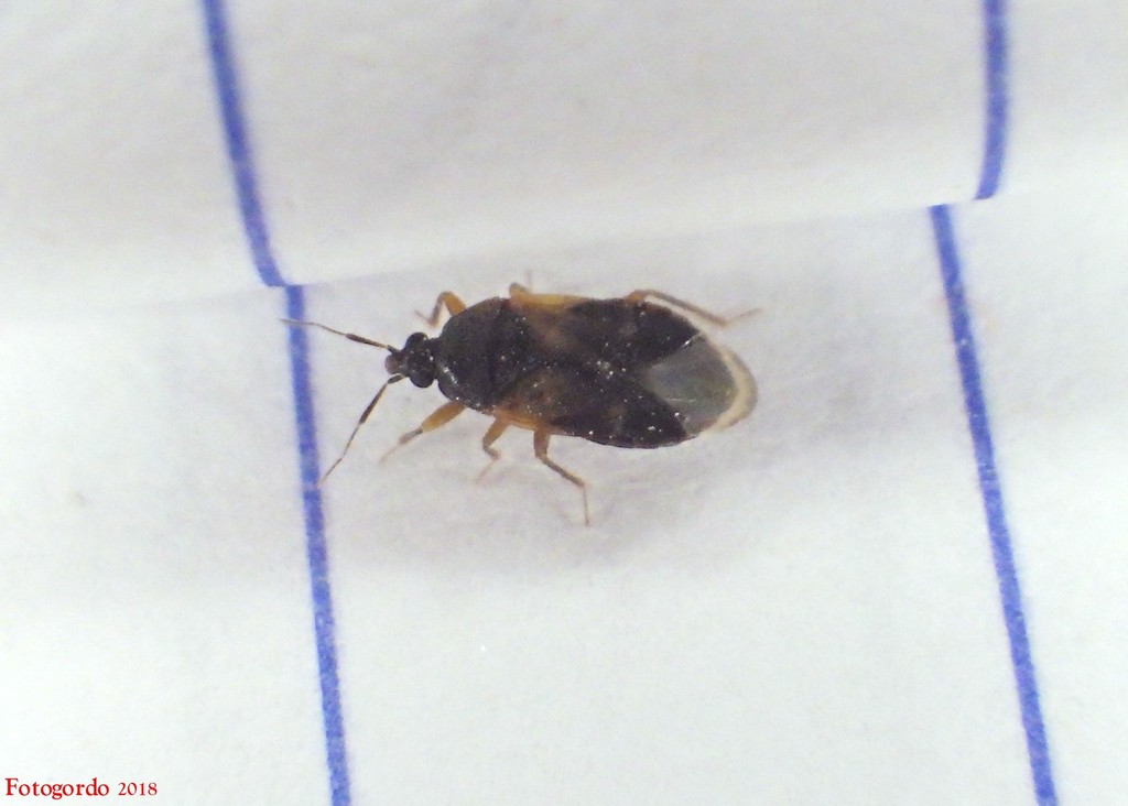 Lasiochilus fusculus