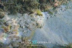 Cymbacephalus parilis