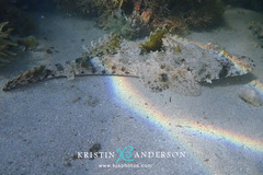 Cymbacephalus parilis