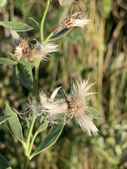 Baccharis halimifolia image