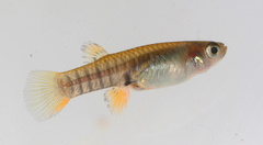 Neoheterandria tridentiger