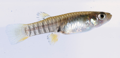 Neoheterandria tridentiger