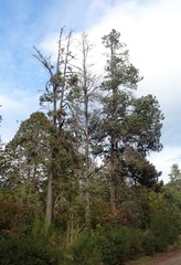 Pinus muricata