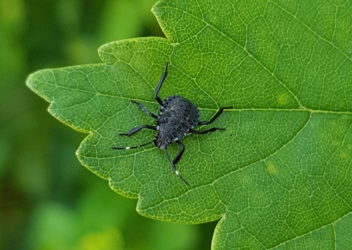 Halyomorpha halys