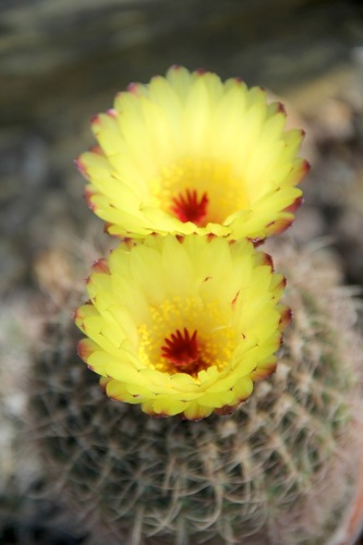 Parodia concinna