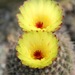Parodia concinna - Photo (c) Peter A. Mansfeld, some rights reserved (CC BY)