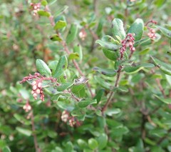 Arctostaphylos nummularia