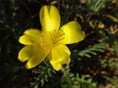 Mentzelia gracilenta