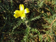 Mentzelia gracilenta