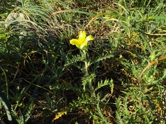 Mentzelia gracilenta