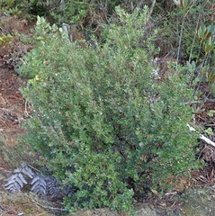 Arctostaphylos nummularia