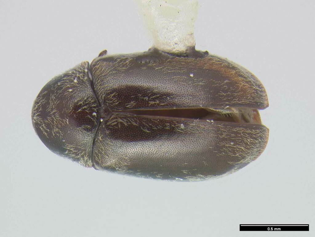 Cryptoramorphini