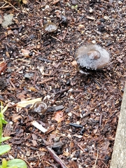 Coprinopsis lagopus