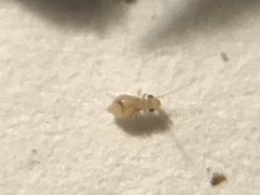 Nanopsocus oceanicus