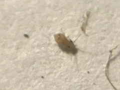 Nanopsocus oceanicus